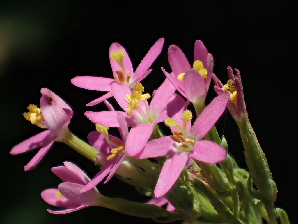 Centaurium pulchellum (Lesser centaury), non-native California herb