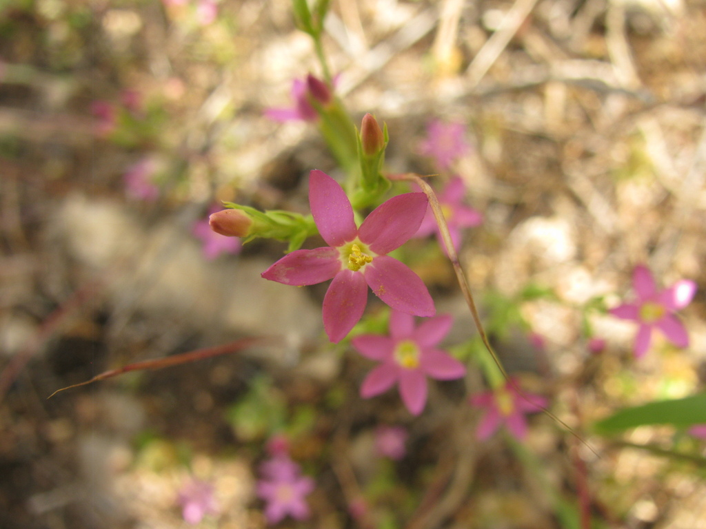Centaurium tenuiflorum (Slender centaury), non-native California herb