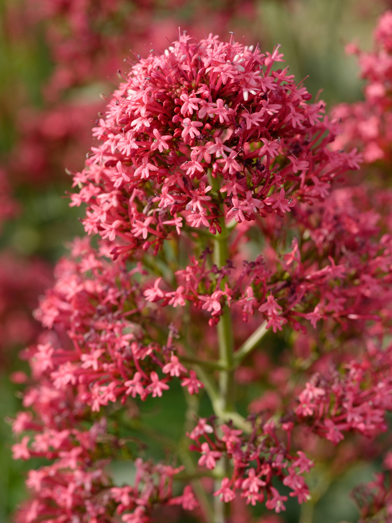 Centranthus ruber (Red valerian), non-native California subshrub