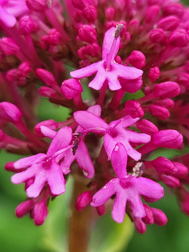 Centranthus sp., non-native California perennial