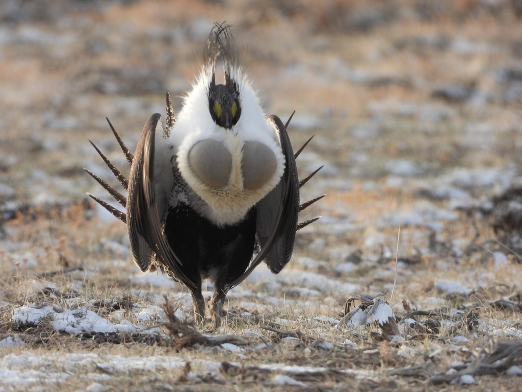 Centrocercus urophasianus (Greater sage- grouse), California species