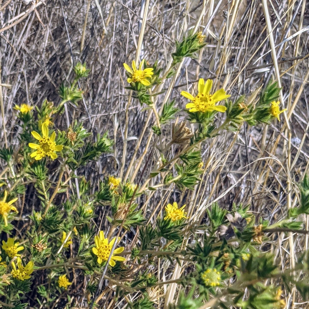 Centromadia fitchii (Spikeweed), native California herb