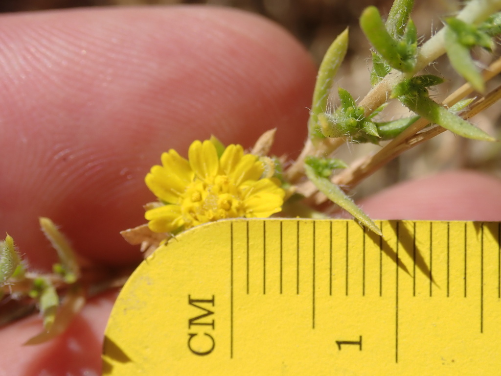 Centromadia parryi — parent species of Centromadia parryi subsp. parryi