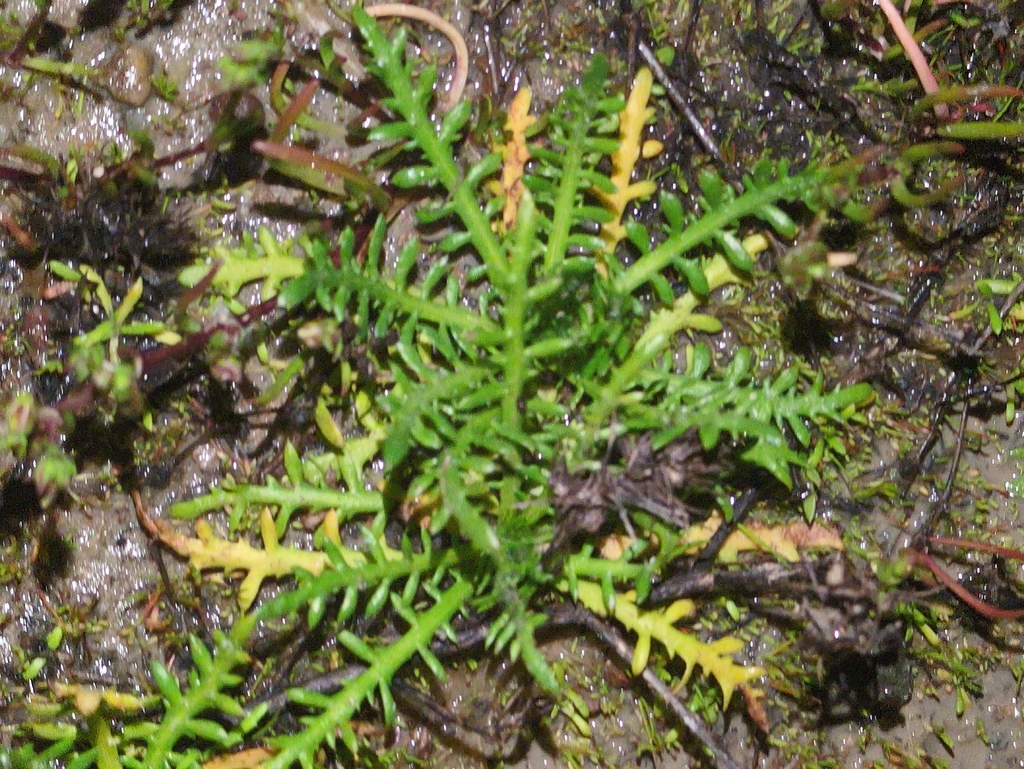 Centromadia pungens — parent species of Centromadia pungens subsp. laevis