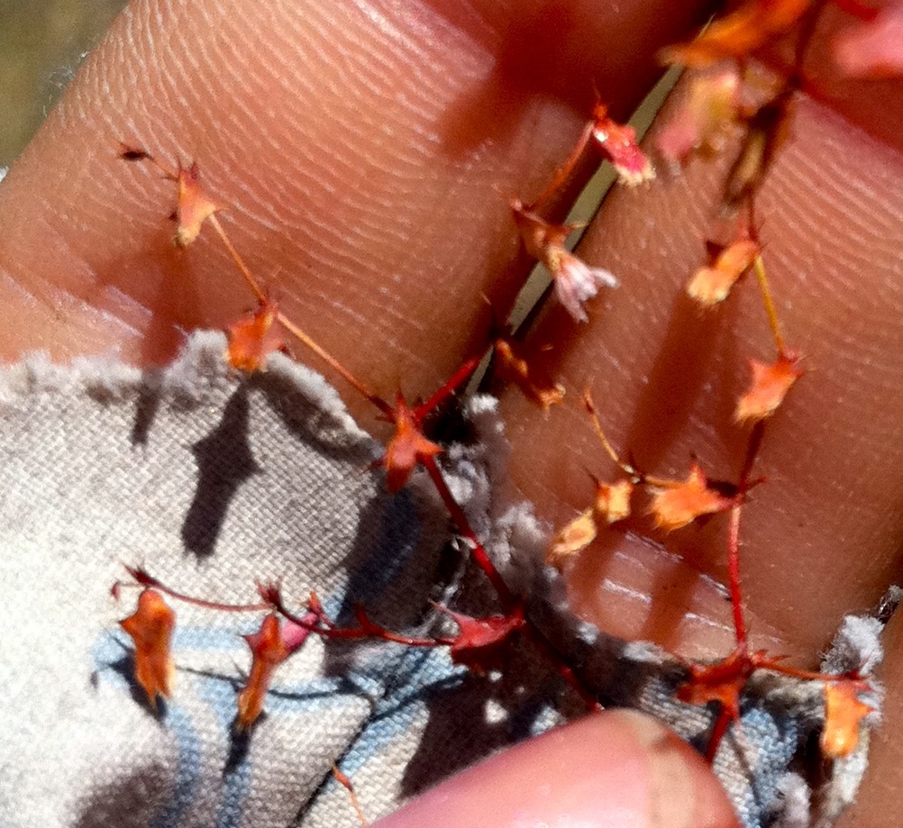 Centrostegia thurberi (Red triangles), native California herb