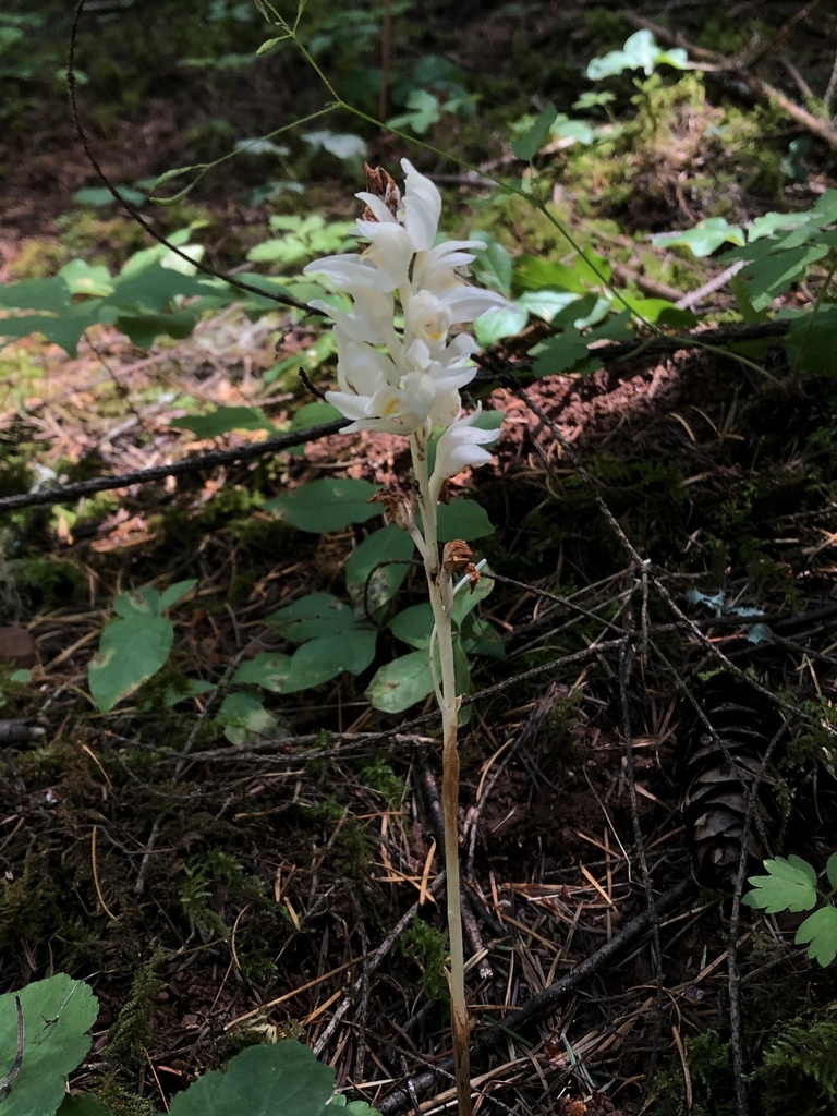 Cephalanthera austiniae (Phantom orchid), native California herb