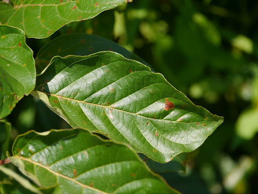 Cephalanthus occidentalis (California button willow), native California shrub / tree