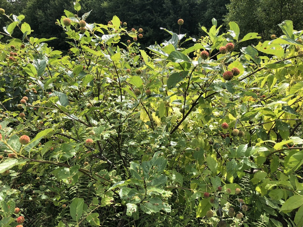 Cephalanthus sp. (Button bush), non-native California shrub