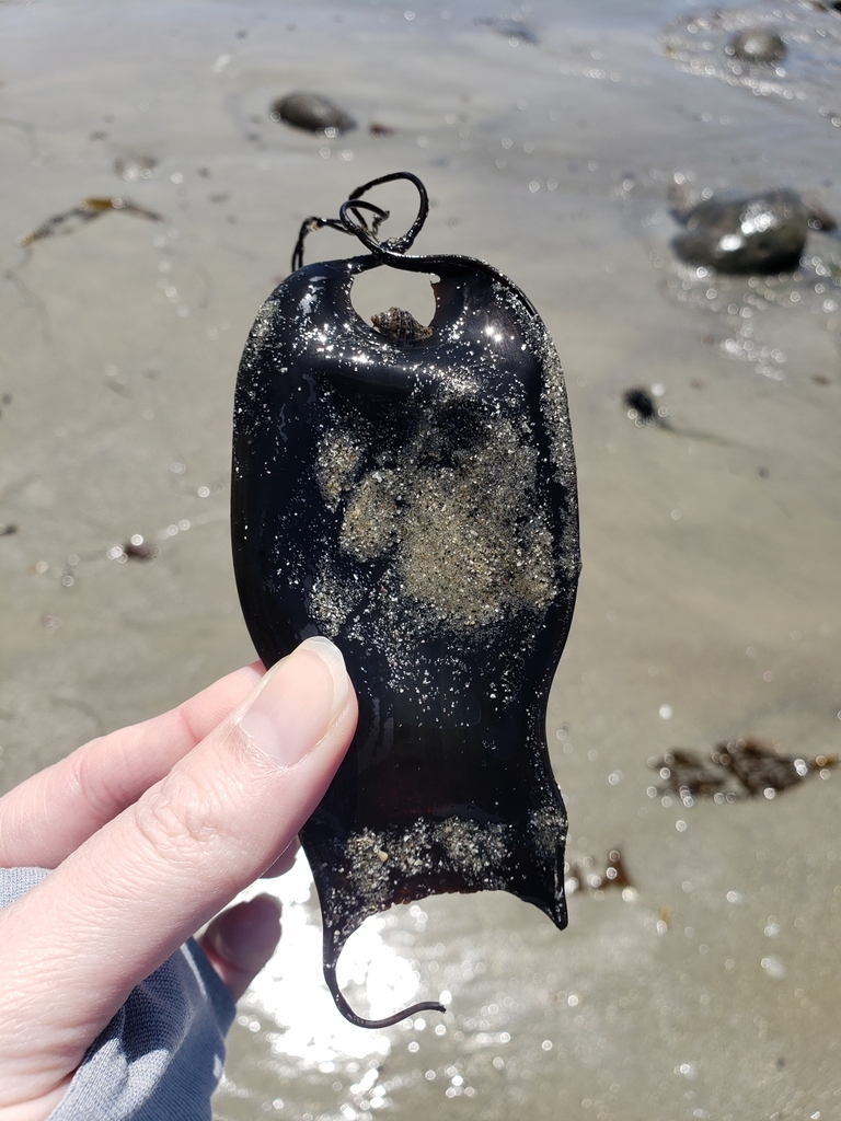 Cephaloscyllium ventriosum (Swellshark), California species