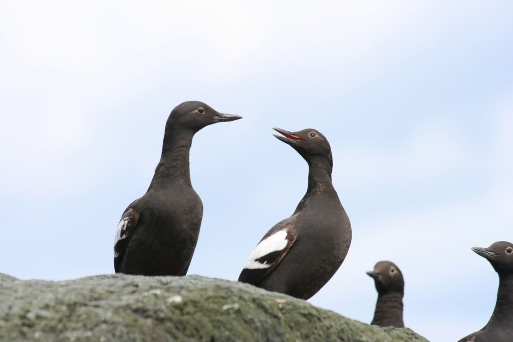 Cepphus columba (Pigeon Guillemot), California species