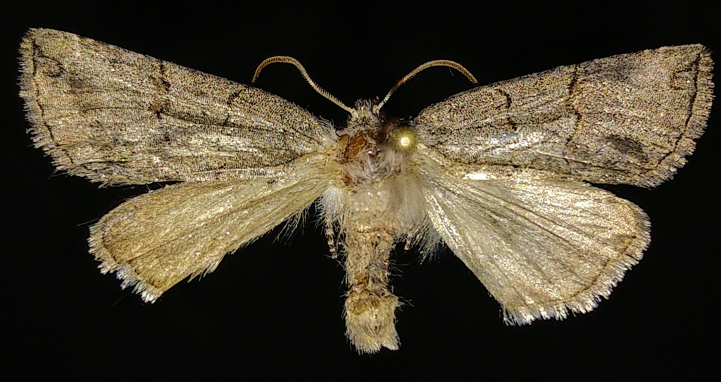 Ceranemota semifasciata, California species