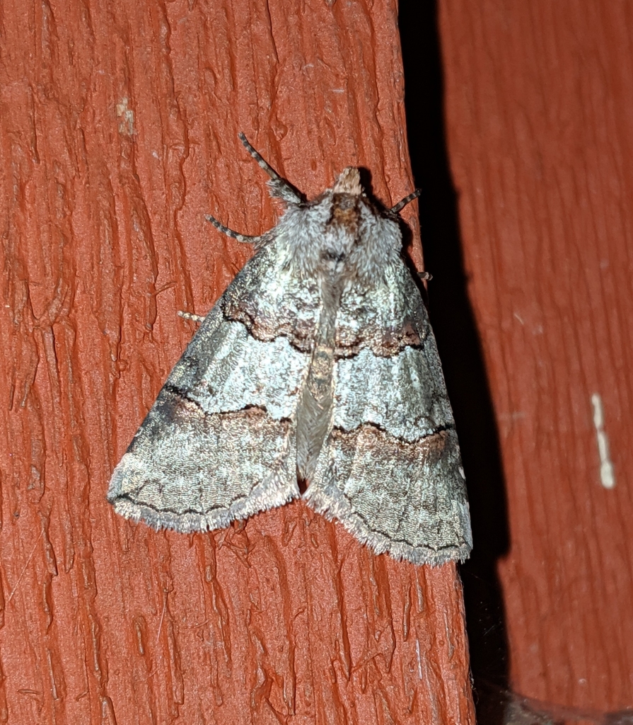 Ceranemota fasciata, California species