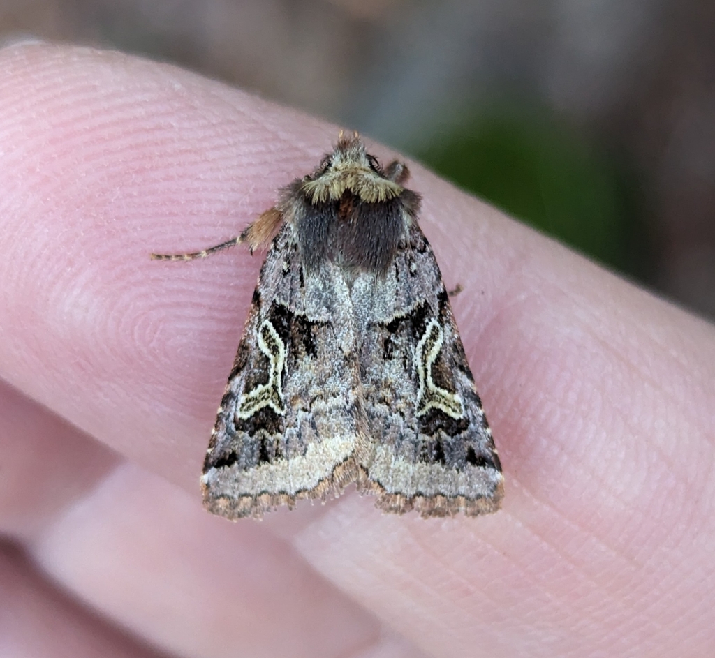 Cerastis cornuta (Horned Cerastis), California species