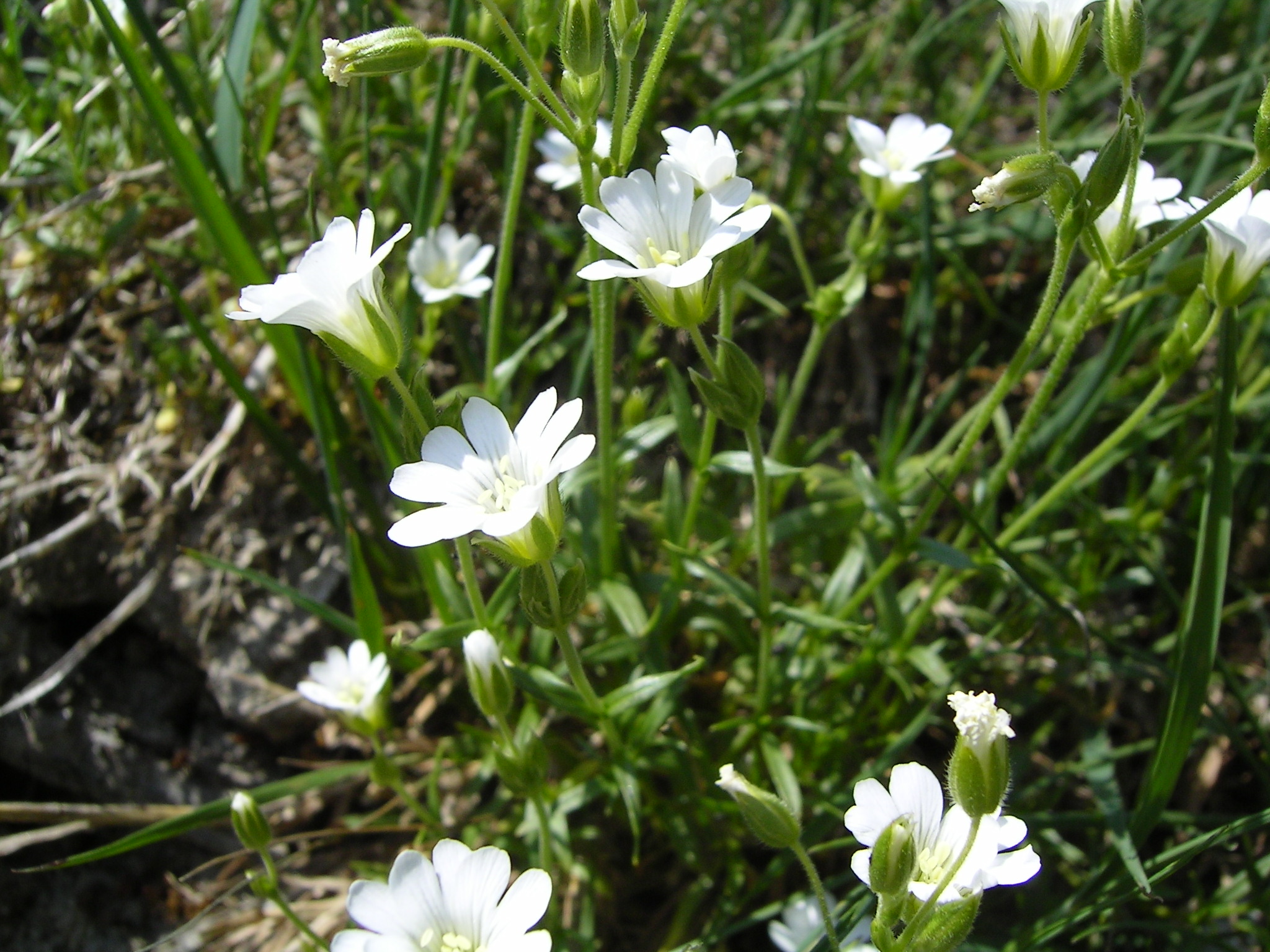 Cerastium arvense subsp. strictum (Field mouse-ear chickweed), native California herb