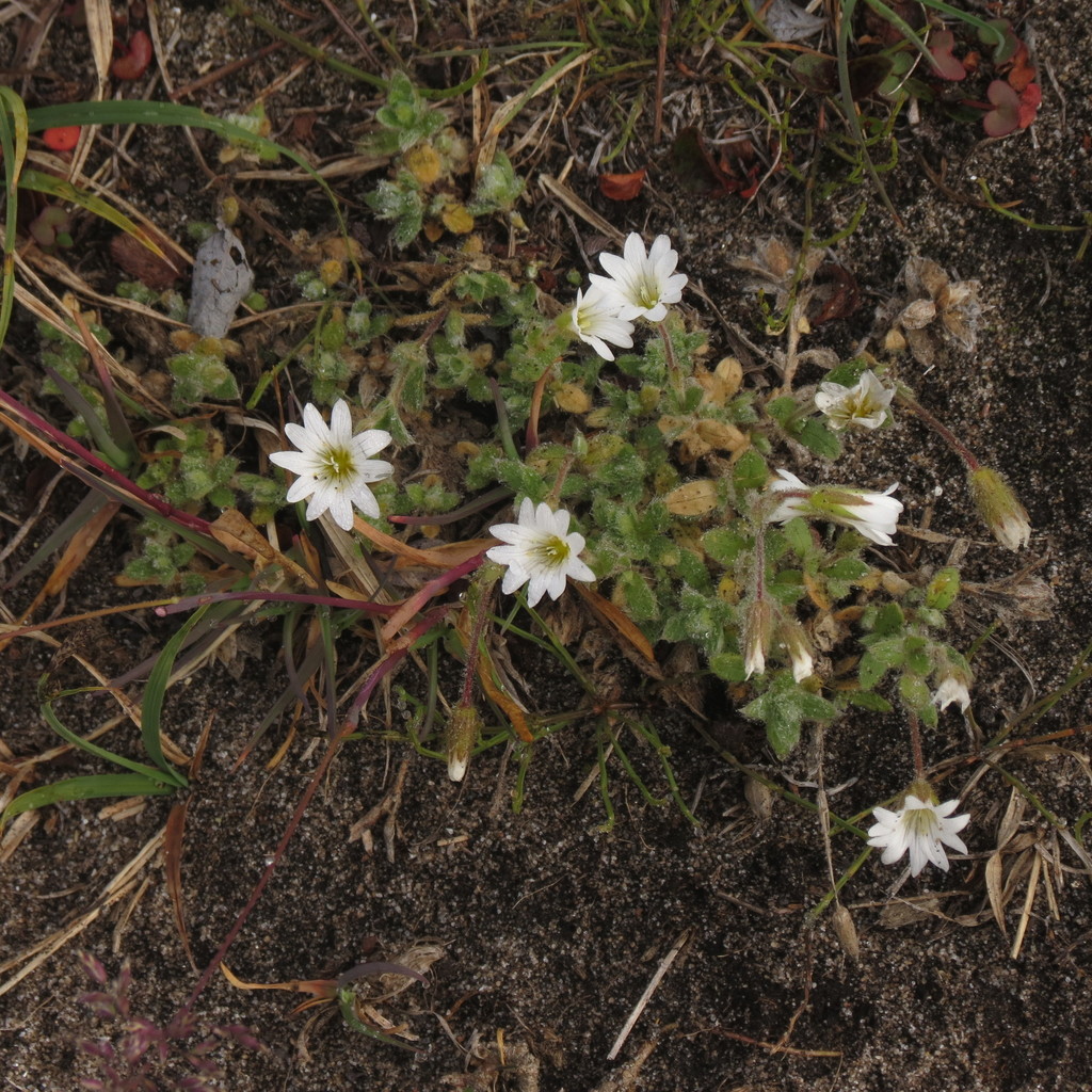 Cerastium beeringianum (Bering mouse-ear chickweed), native California herb
