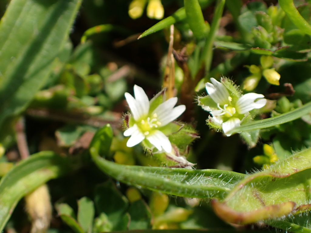 Cerastium diffusum (Dark green mouse-ear chickweed), non-native California herb