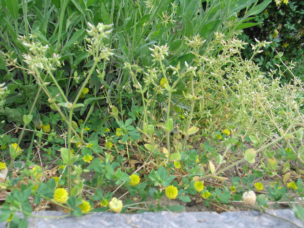 Cerastium glomeratum (Sticky mouse-ear chickweed), non-native California herb
