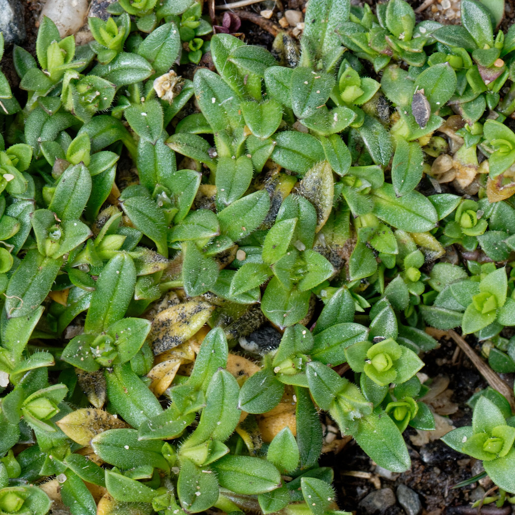 Cerastium sp. (Mouse-Ear Chickweed), non-native California perennial