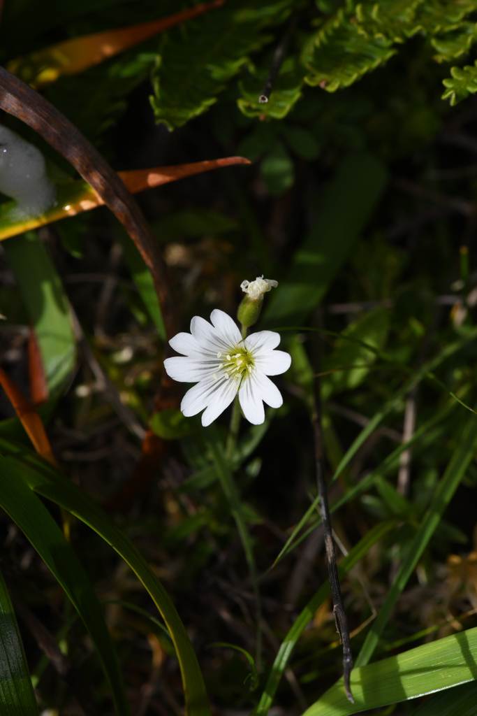 Cerastium viride (Western field mouse-ear chickweed), native California perennial