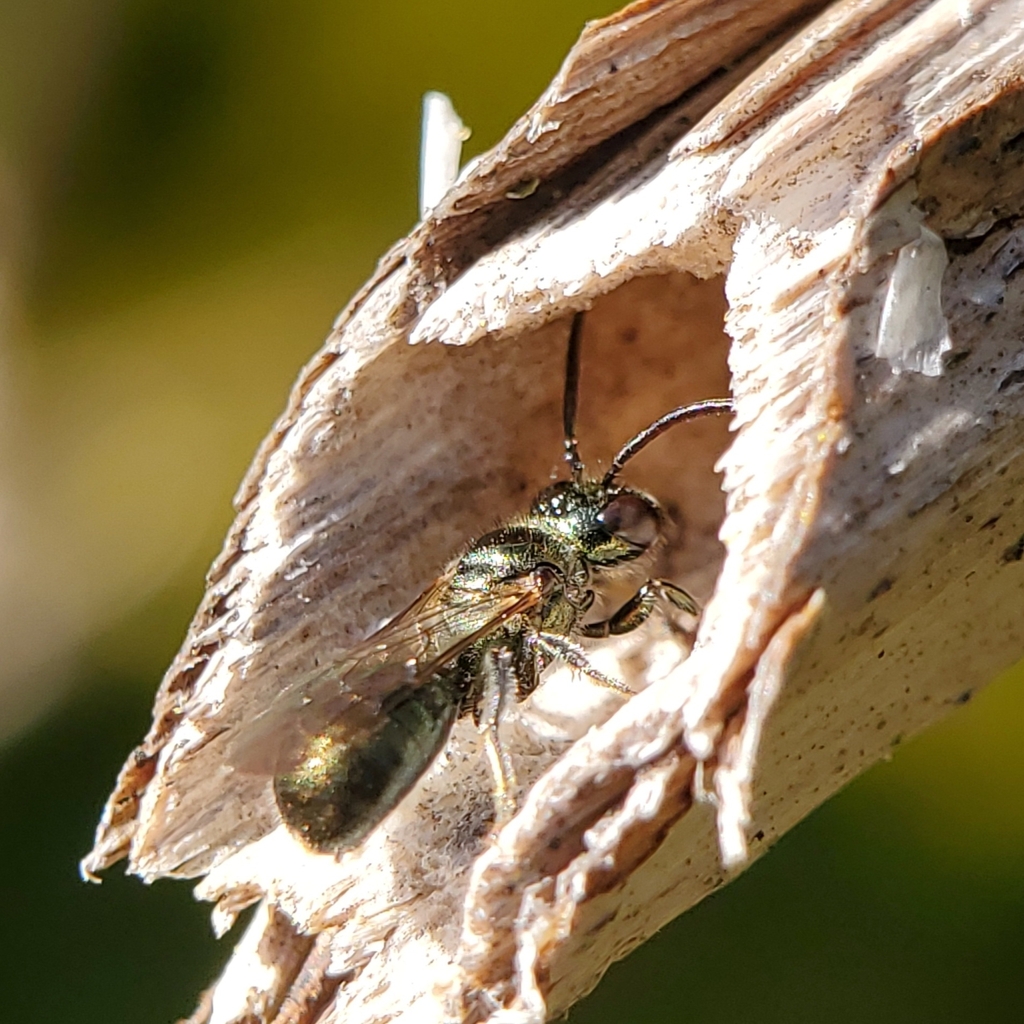 Ceratina acantha, California species
