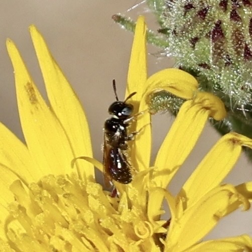 Ceratina arizonensis (Arizona Small carpenter), California species