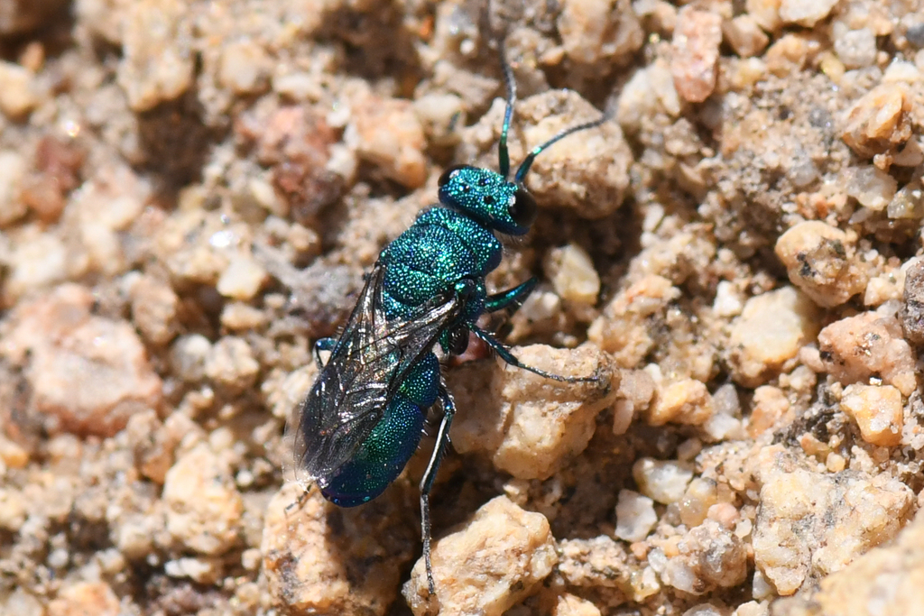 Ceratochrysis longimala (Desert Cuckoo Wasp), California species