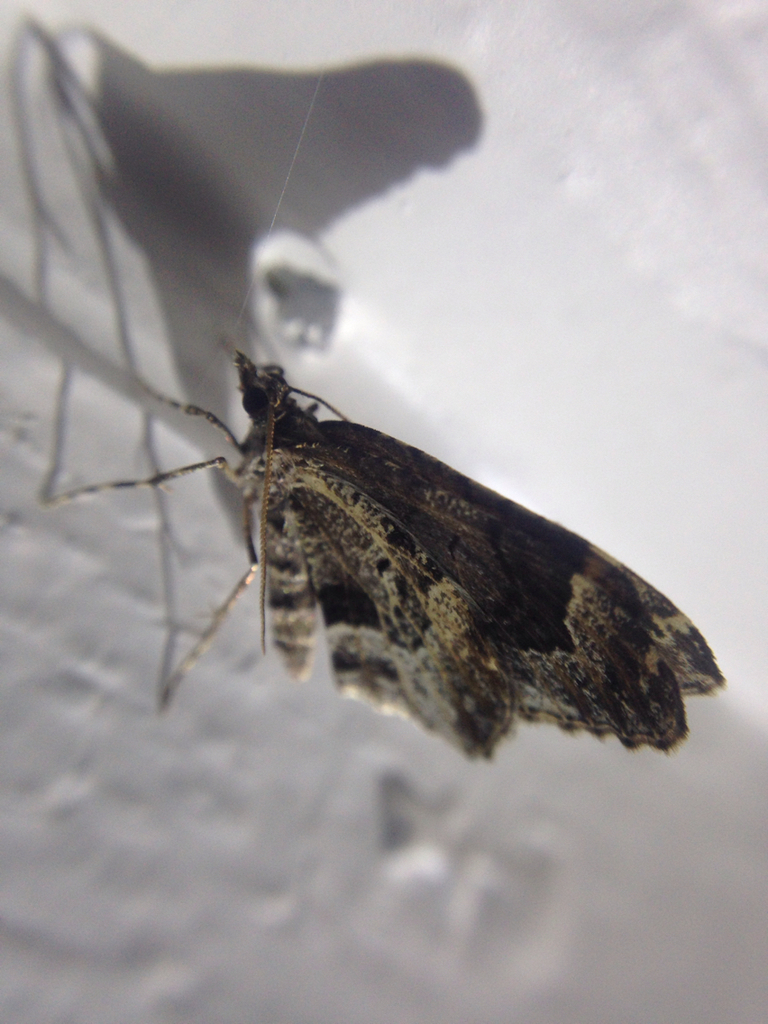 Ceratodalia gueneata, California species