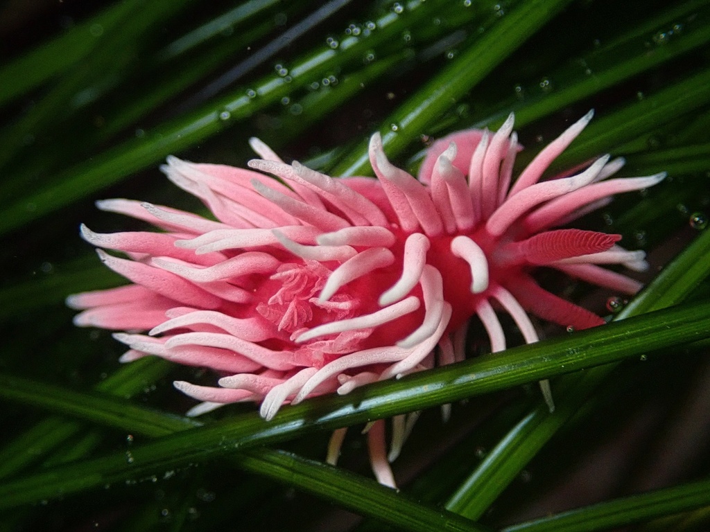 Ceratodoris rosacea (Hopkins' Rose Nudibranch), California species