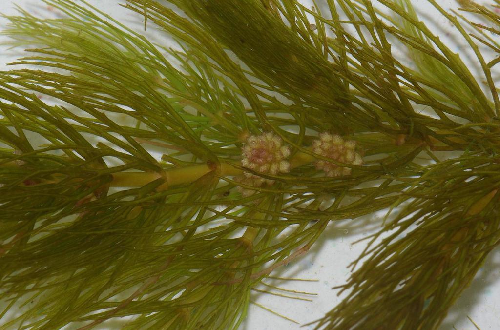 Ceratophyllum demersum (Coon's tail), native California herb