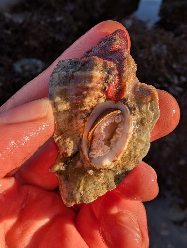 Ceratostoma foliatum (Leafy Hornmouth), California species