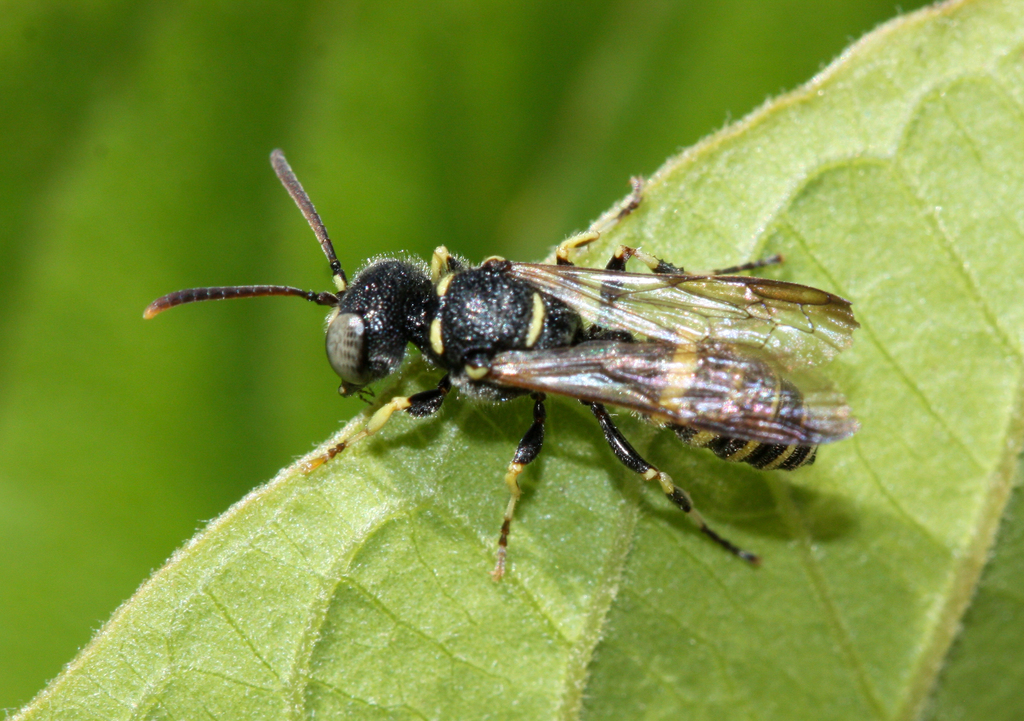 Cerceris convergens, California species