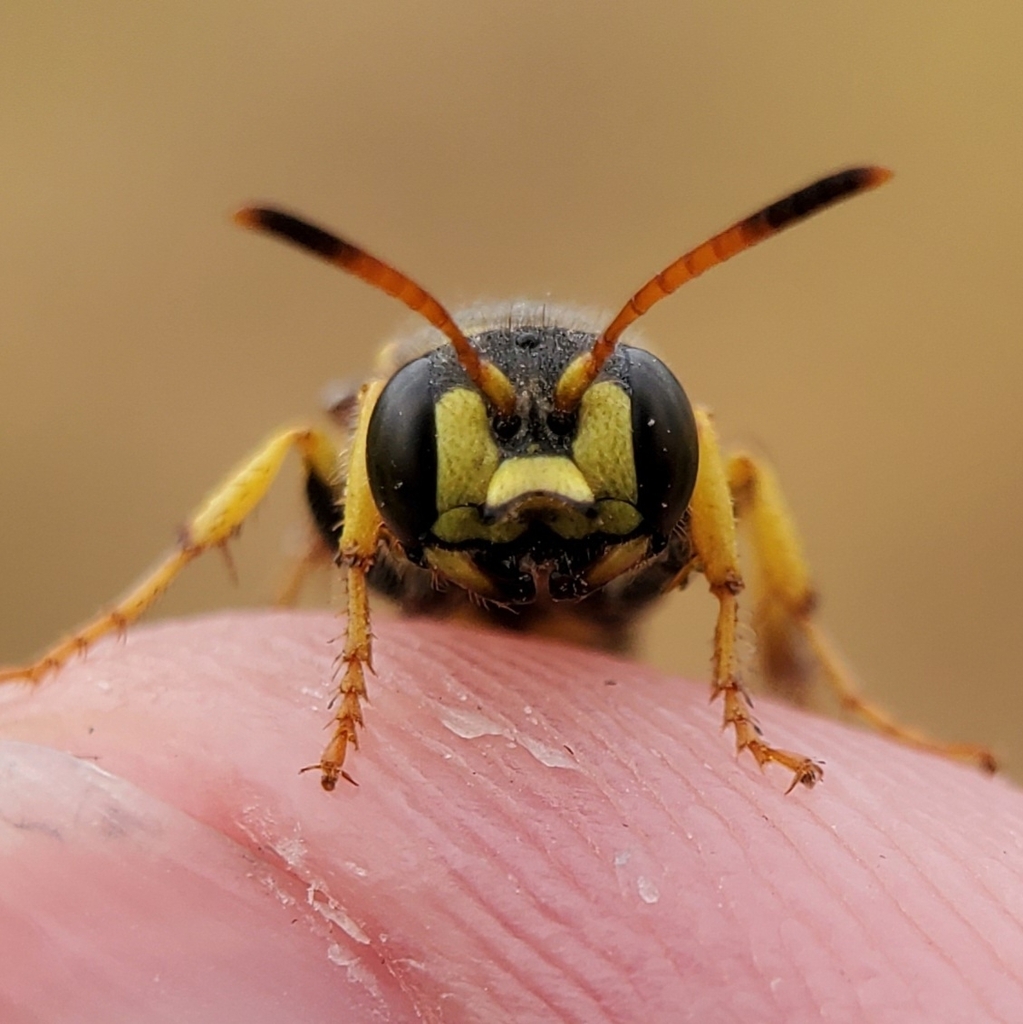 Cerceris sextoides, California species