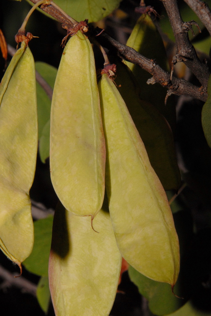 Cercis occidentalis (Western redbud), native California shrub
