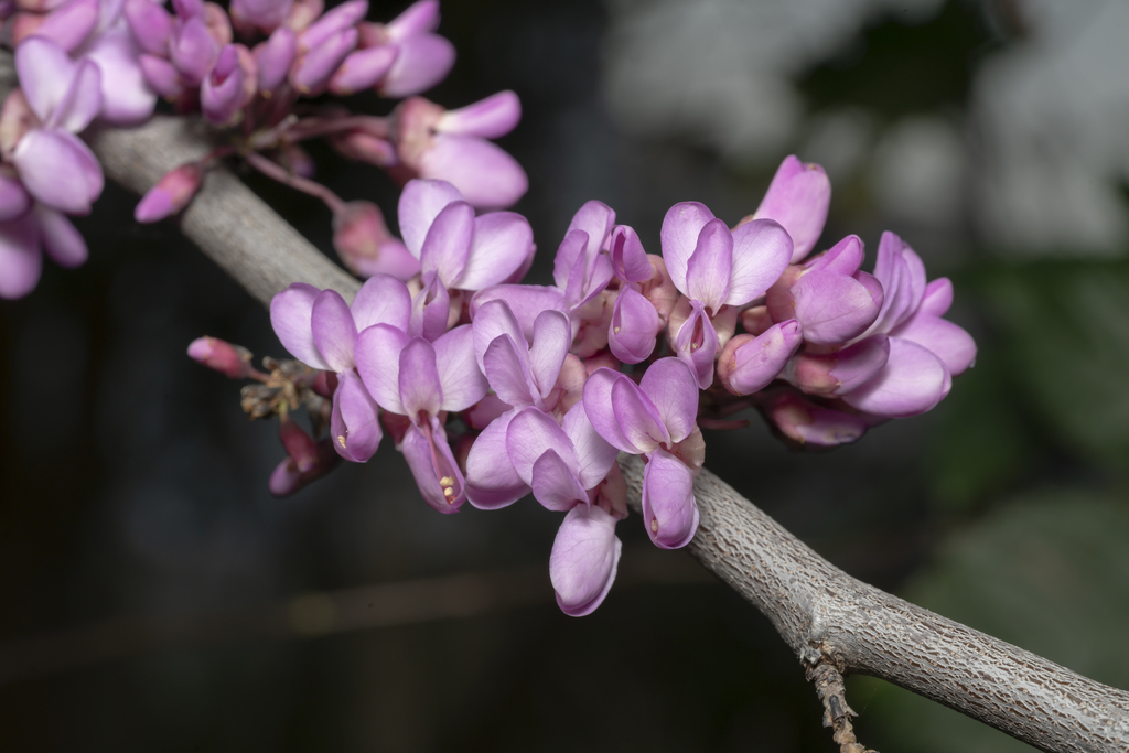 Cercis sp. (Redbud), native California shrub