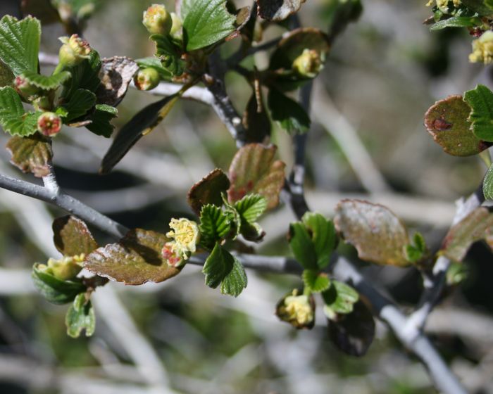 Cercocarpus betuloides (Birch leaf mountain mahogany), native California shrub