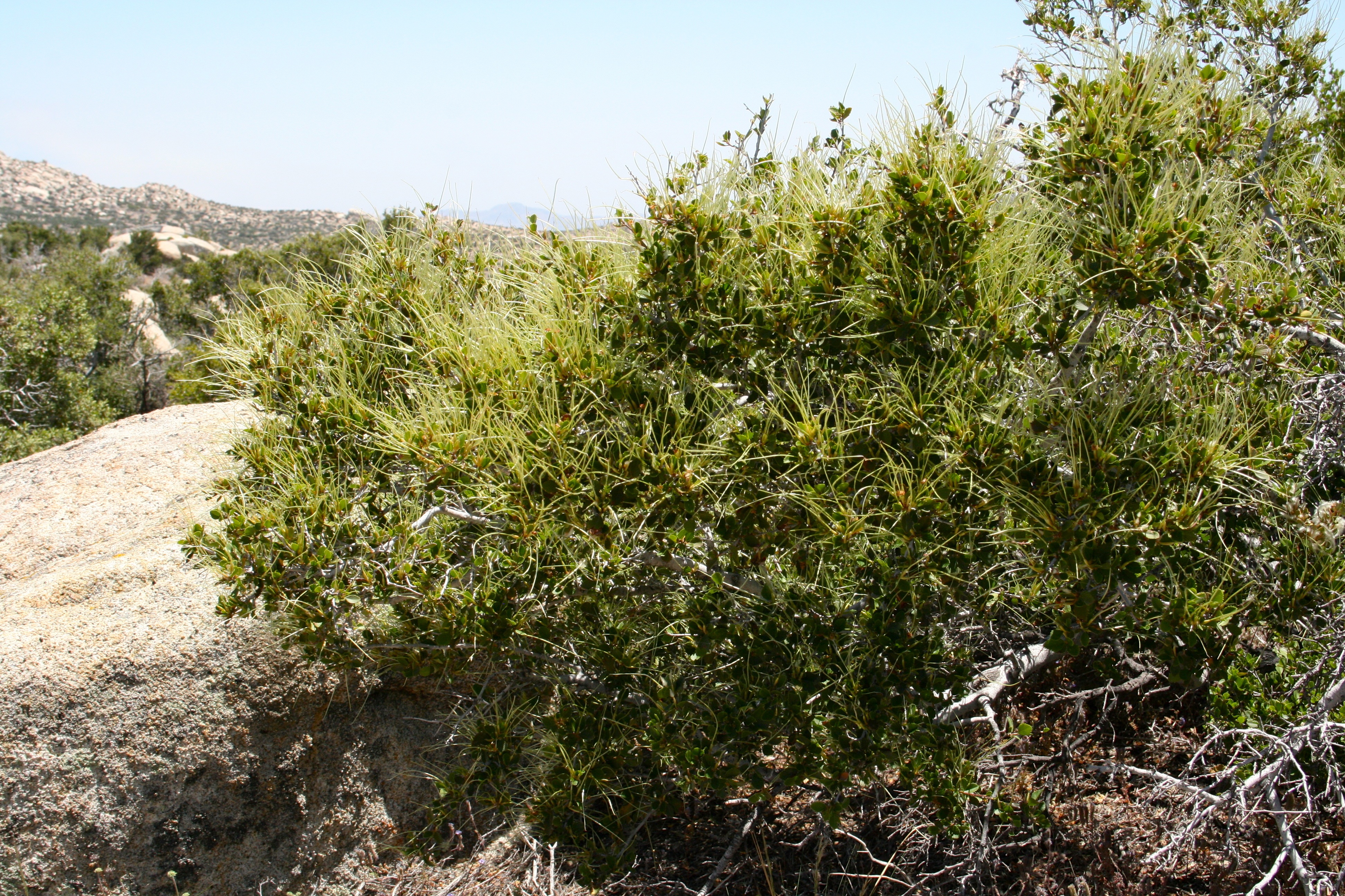 Cercocarpus betuloides — parent species of Cercocarpus betuloides var. betuloides