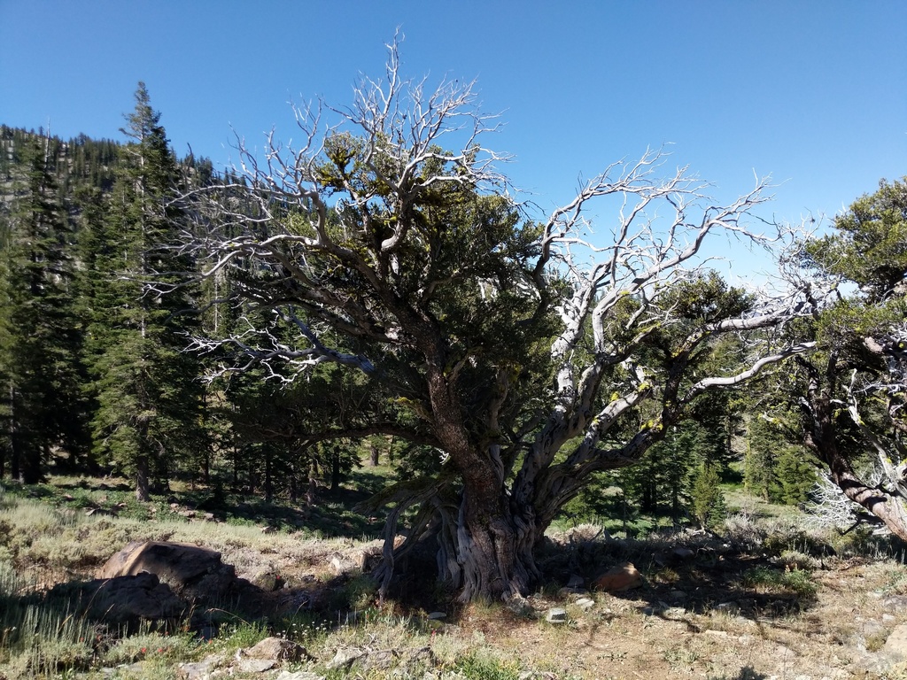 Cercocarpus ledifolius (Curl-leaf mountain-mahogany), native California shrub / tree