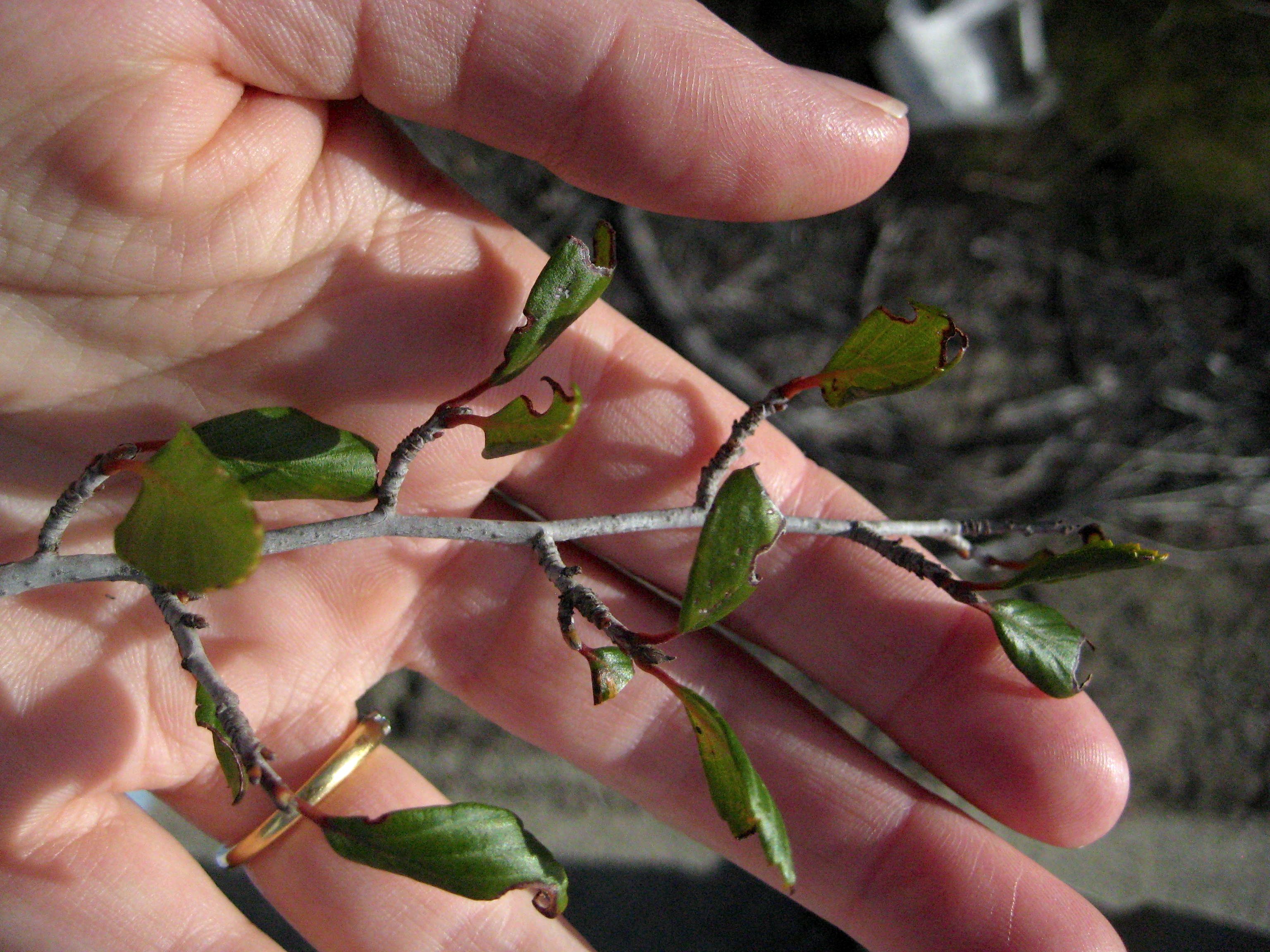 Cercocarpus minutiflorus (Smooth mountain mahogany), native California shrub