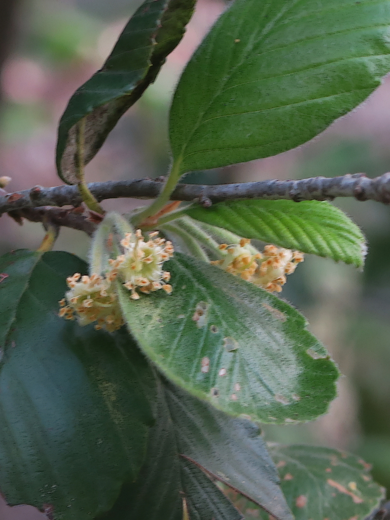 Cercocarpus traskiae (Catalina island mountain-mahogany), native California shrub / tree