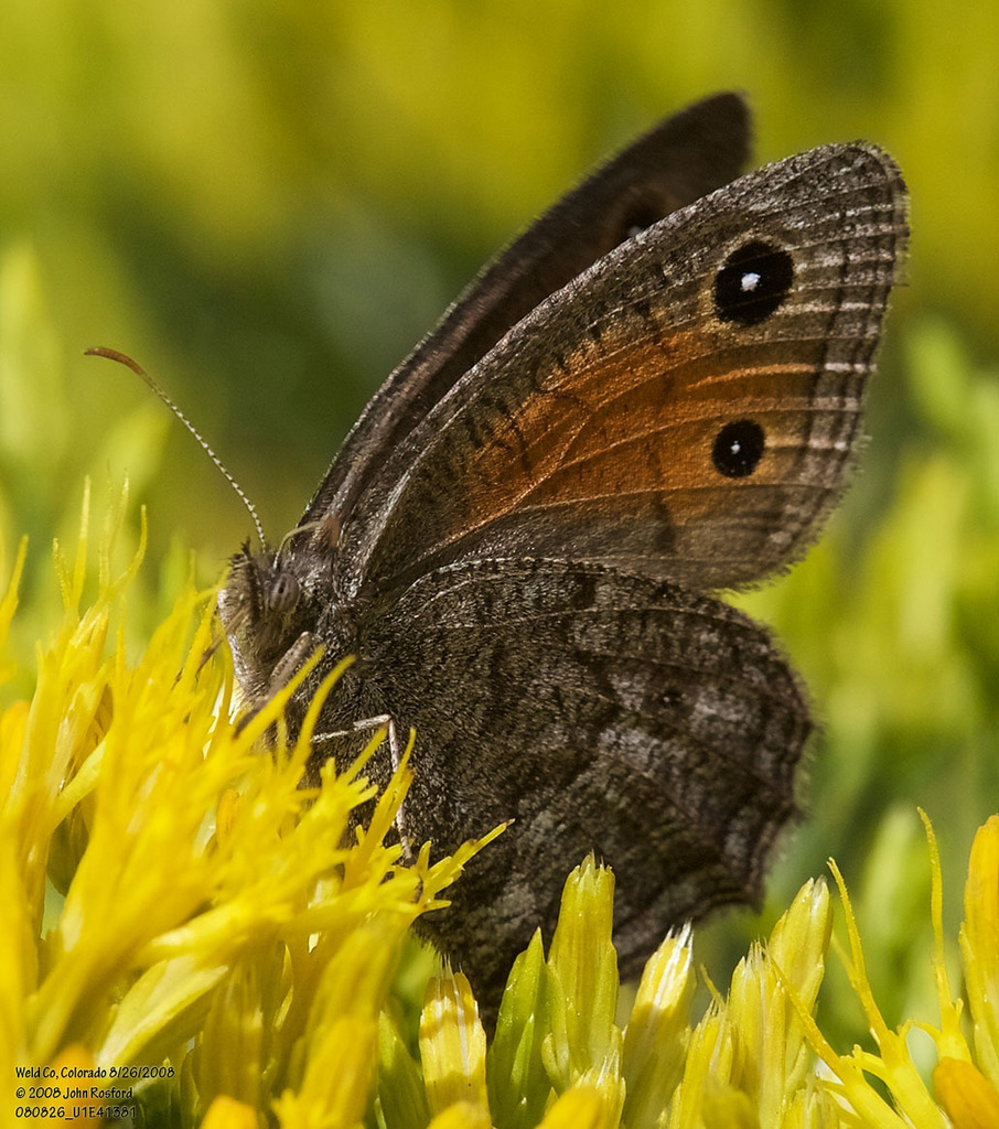 Cercyonis meadii (Mead's Wood-Nymph), California species