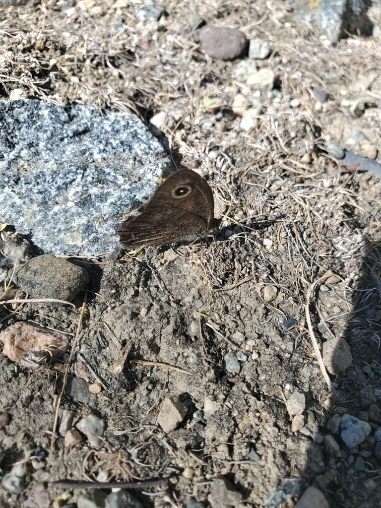 Cercyonis oetus (Small Wood-Nymph), California species