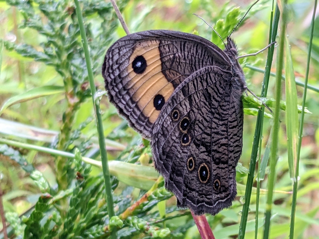 Cercyonis pegala carsonensis (Carson Valley Wood Nymph), California species