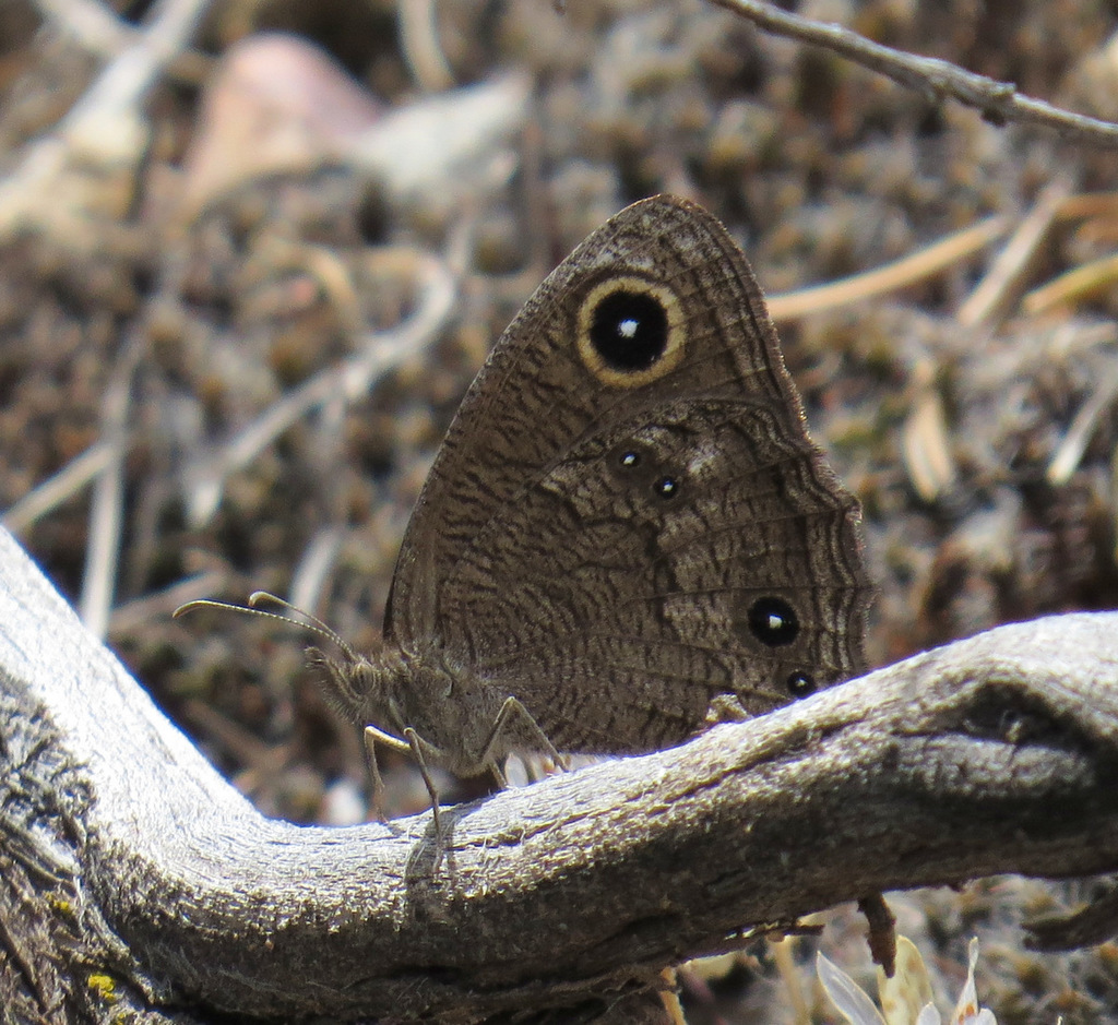 Cercyonis sthenele (Great Basin Wood-Nymph), California species