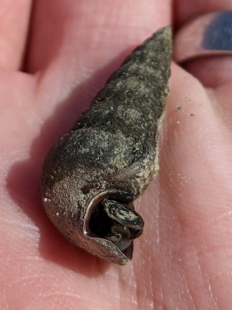 Cerithideopsis californica (California Horn Snail), California species