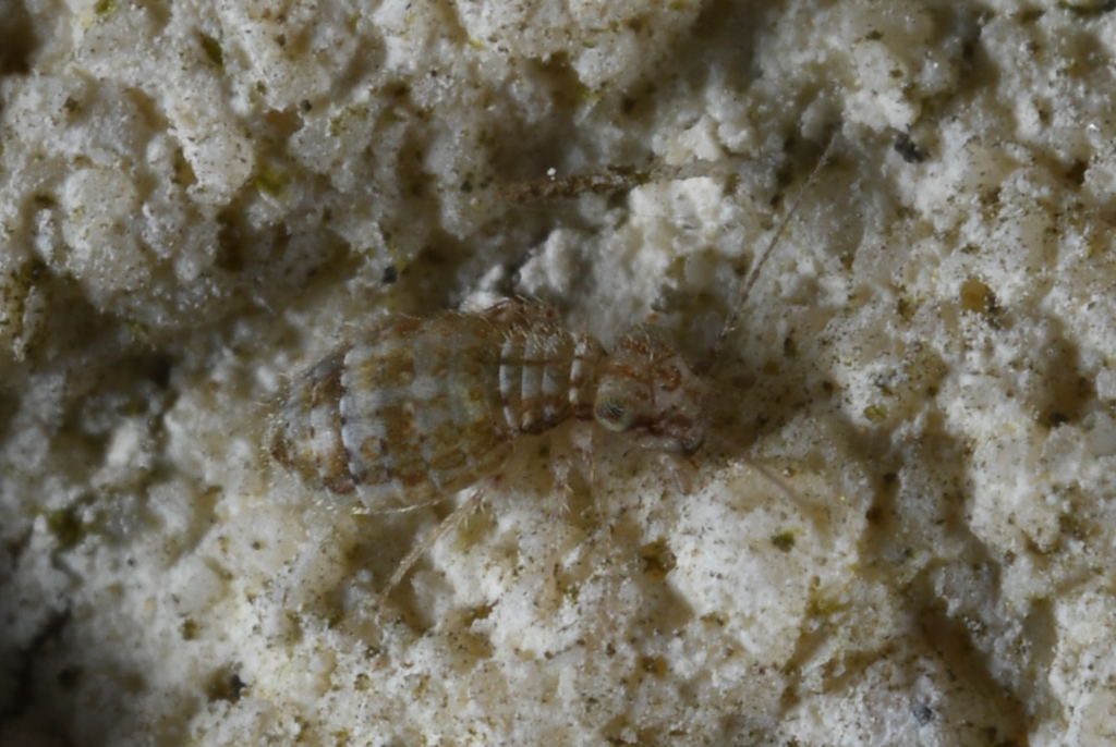 Cerobasis guestfalica, California species