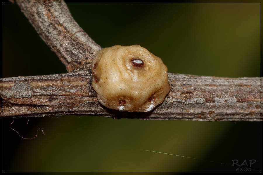 Ceroplastes cirripediformis (Barnacle Scale), California species