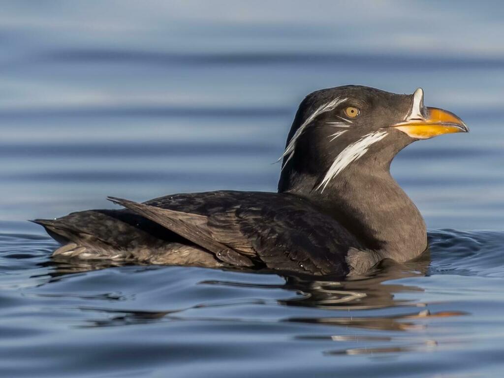 Cerorhinca monocerata (Rhinoceros Auklet), California species