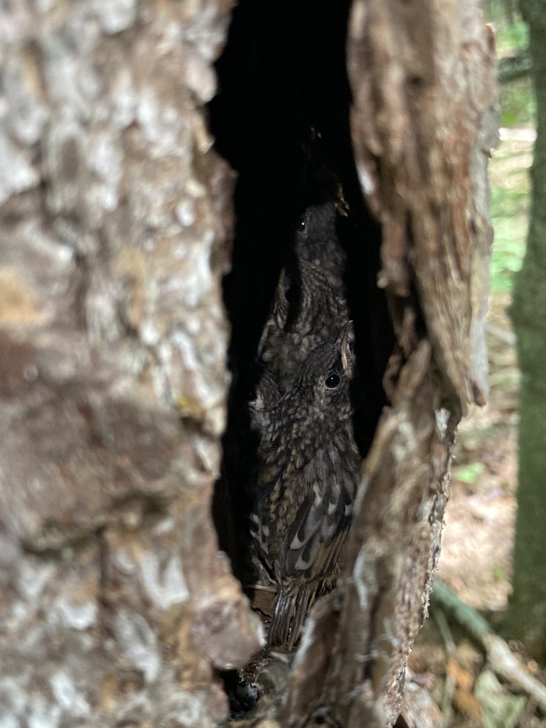 Certhia americana (Brown Creeper), California species