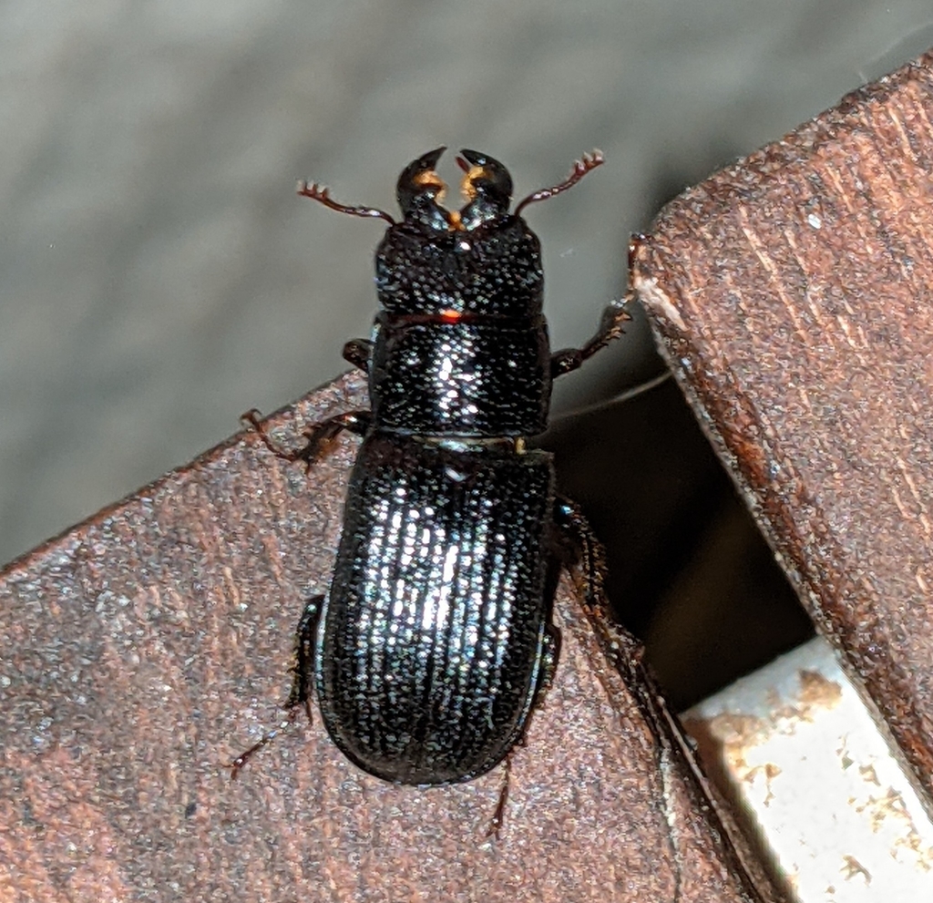 Ceruchus striatus, California species