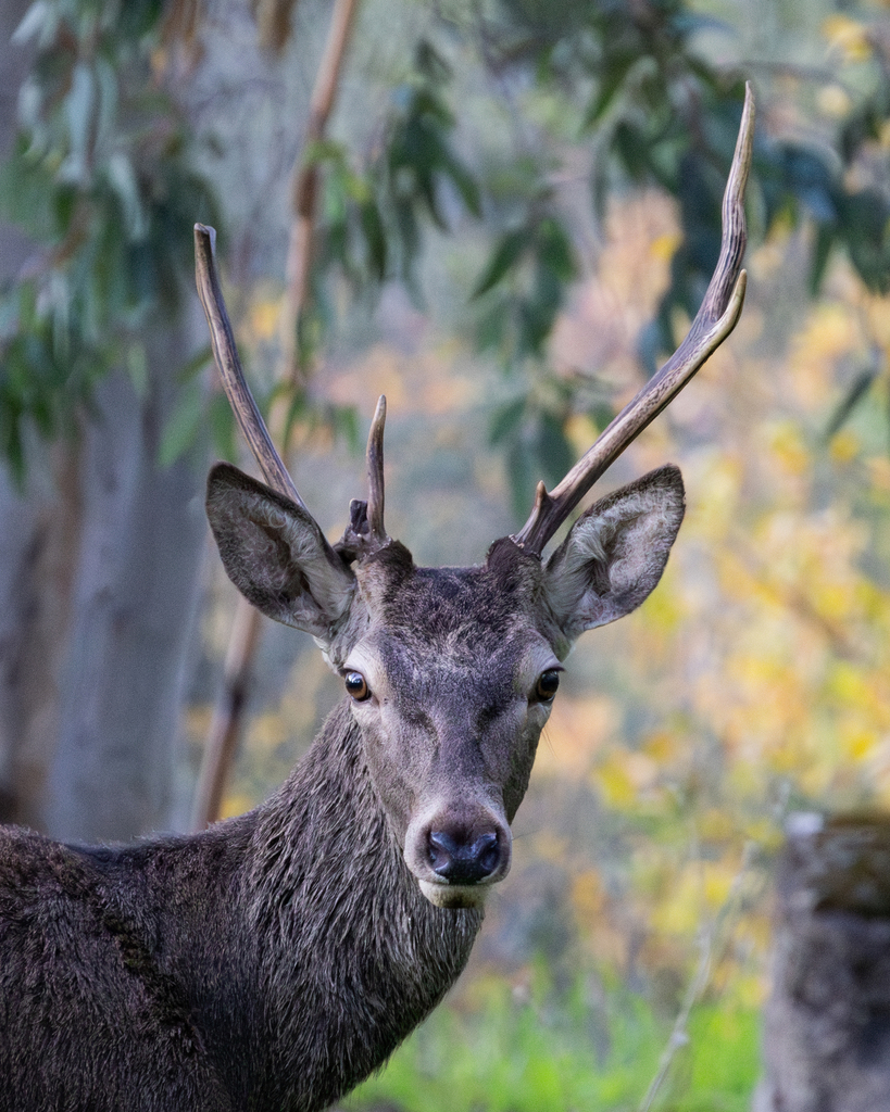 Cervus elaphus (Red Deer), California species